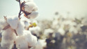 Campaigners are calling on failing companies to set time-bound targets to source 100% sustainable cotton and report publicly on progress to stakeholders